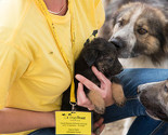 Dogs Trust nagrađuje i ohrabruje odgovorno vlasništvo pasa