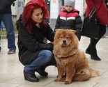 Dogs trust: Neodgovorno vlasništvo izvor uličnih pasa u BiH