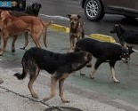 Uprkos obećanjima nadležnih čopori pasa i dalje traumiraju građane Sarajeva