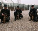 SIPA nabavila tri belgijska ovčara koje će obučavati za službene pse
