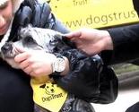 Dogs Trust: Cjelogodišnja podrška besplatne sterilizacije vlasničkih pasa