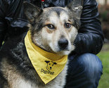 Dogs Trust apeluje da se dosljedno provodi Zakona o zaštiti životinja i Hodogram