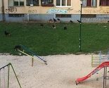 Povećan broj ujeda pasa: Građani preživljavaju traumatična iskustva