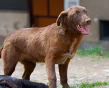 Dogs Trust: Nisu nam psi bitniji od djece, ali Općina Novi Grad krši državni zakon