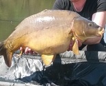 U jezeru Starača ulovljen šaran od 11,5 kilograma