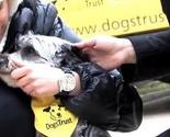 Počinje nova faza sterilizacije vlasničkih pasa koje finansira Fondacija Dogs Trust