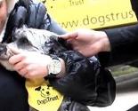 Fondacija Dogs Trust: Spremni smo biti partner vlastima