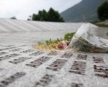 Kanadski grad Windsor obilježava 11. juli danom sjećanja na genocid u Srebrenicu