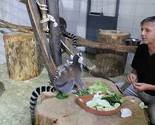 Razigrane životinje u Pionirskoj dolini: Bebe lemura same hodaju, Piolina uživa u suncu