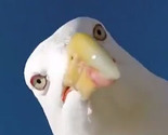 Galeb ukrao GoPro kameru i napravio selfie