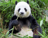 Panda optužena da je glumila trudnoću kako bi dobila bolju hranu i smještaj
