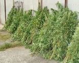 Akcija Plantaža: Zapljenom konoplje spriječena proizvodnja 30 kilograma droge