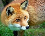 Tomislavgrad: Lisice bez straha prilaze kućama