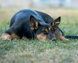 Dogs Trust spriječio rođenje stotine hiljada pasa na ulici