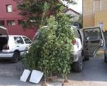 Gračanica: U Doborovcima otkrivena plantaža indijske konoplje