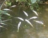 Veliki pomor ribe na meandru rijeke Bosne izlovom hemijskim sredstvima