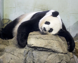 SAD: Panda Mei Xiang dobila dva mladunčeta