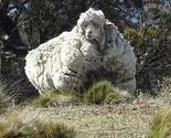 Sa australske ovce ostrižena 42 kilograma vune