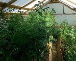Pronađena plantaža marihuane u Travniku