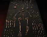 U Južnoj Africi otkriveni skeleti vrste veoma slične čovjeku