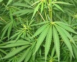 Akcija "List": Pronađena plantaža marihuane u Krištelici, uhapšena jedna osoba