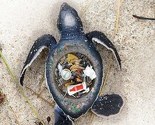Užasavajuće slike koje pokazuju kako smeće na plaži ubija morski život