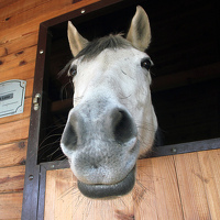Njemački Bild piše o pokolju konja kod Prijedora: U tri dana zaklano 45 životinja