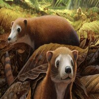 Otkriven fosil sisara starog 65 miliona godina, pretka krava i jelena