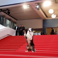 Najveća zvijezda večeri u Cannesu bio je Messi: Simpatični pas spremno je pozirao fotografima