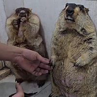 The video of marmots getting their nails trimmed will make you laugh until you cry: One calmly accepted its fate, while the other "dramatized" it.