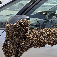 Caused mass panic: Thousands of bees attacked visitors at a shopping center in Israel