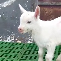 Naučnici u Kini izvršili prvo uspješno serijsko kloniranje koza: Pokazale značajno bolji nivo mliječne masti