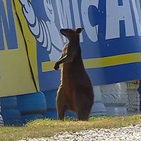 Sličica