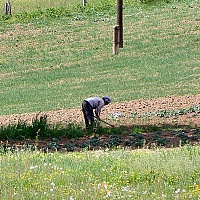 Sličica