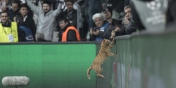 Bešiktaš zbog ulaska mačke na teren u meču protiv Bayerna kažnjen sa 34.000 eura