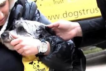 Dogs Trust u naredna dva mjeseca vrši sterilizaciju vlasničkih pasa