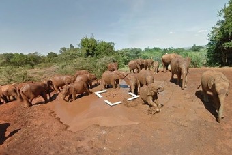 Zimbabve: Još 26 slonova uginulo od trovanja cijanidom