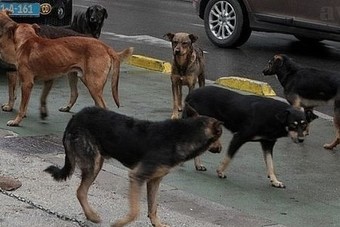 U oktobru građani na području KS prijavili 149 opasnih ili bolesnih pasa