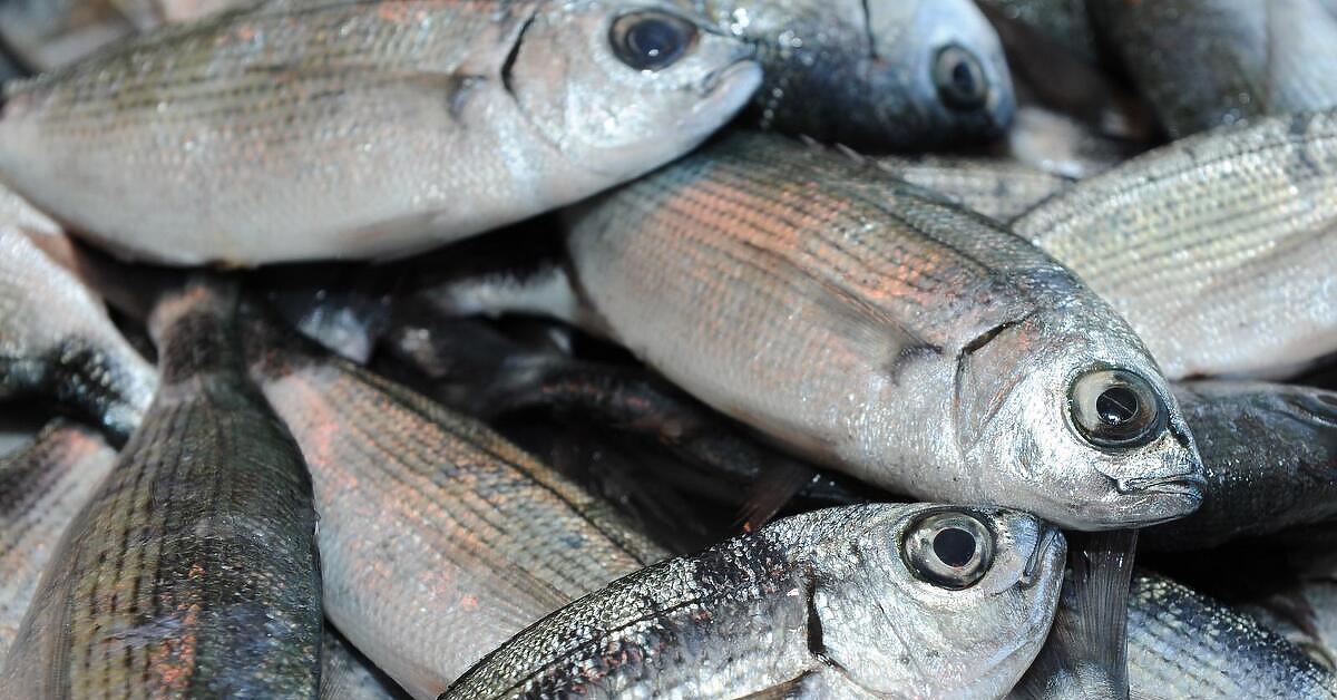 Ova vrsta ribe grize plivače širom Jadrana: Da li predstavlja opasnost