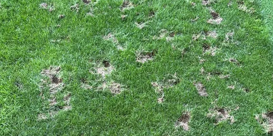Pacovi zaposjeli stadion u Švicarskoj, problem i za bivšeg ...