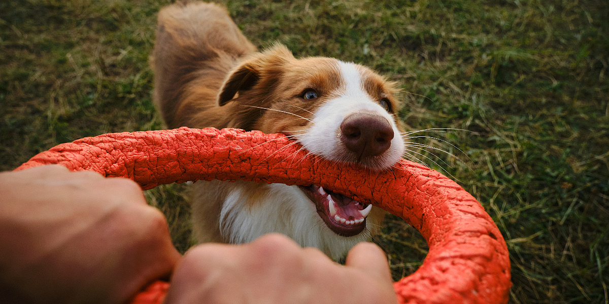 Ovo su najčešće greške koje novi vlasnici pasa svakodnevno prave
