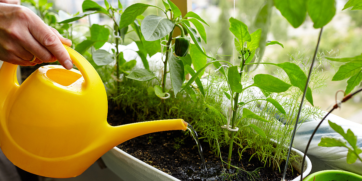 Koje su najčešće greške pri zalijevanju biljaka i kako ih izbjeći