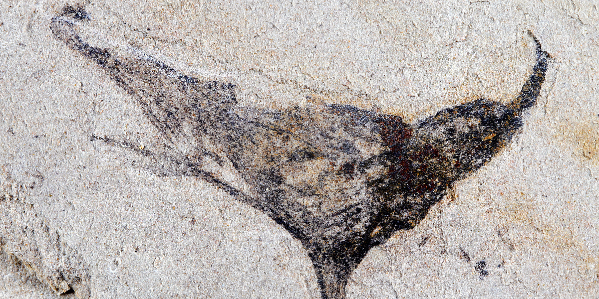 Kako smo nastali: Naučnici prvi put imaju uvid u evoluciju složenih životinja koja je dovela i do ljudi