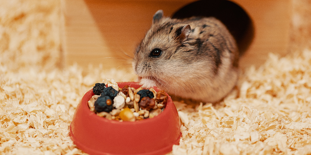 Od peletiranih granula do svježeg voća i povrća: Šta hrčci smiju zapravo jesti