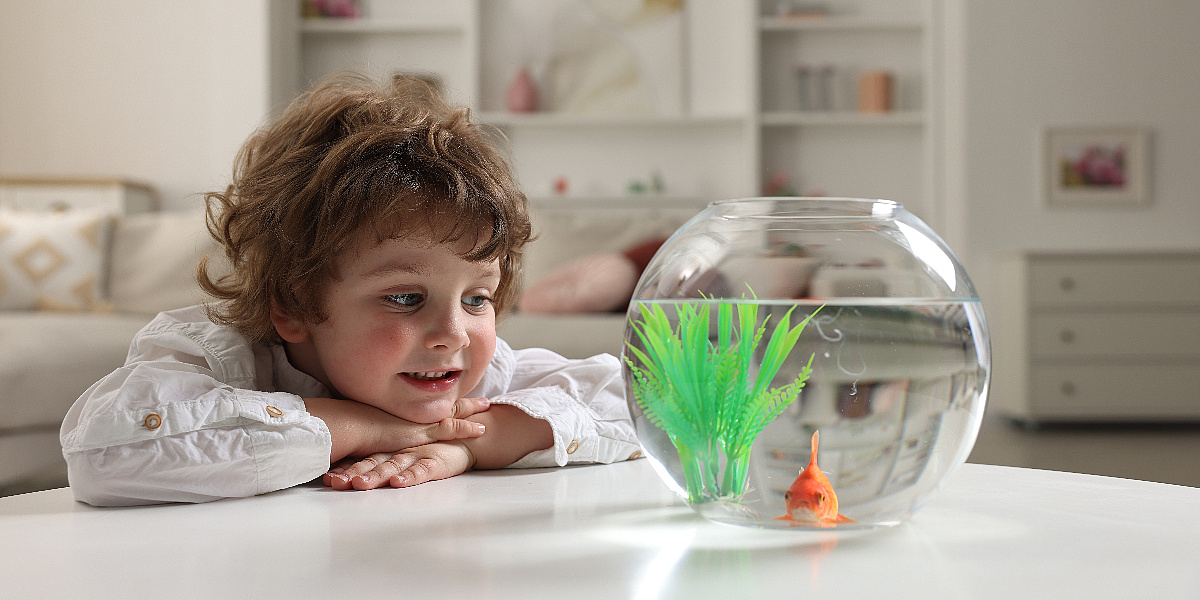 Jednostavan izbor ili skrivena obaveza: Jesu li ribice idealan prvi ljubimac