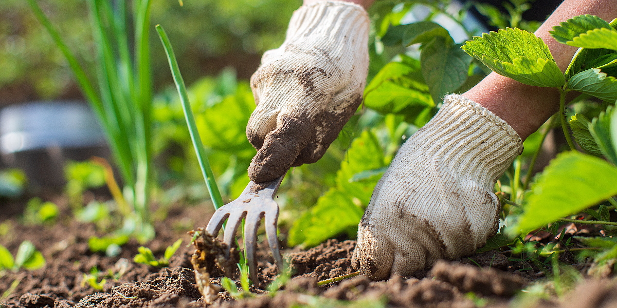 Vodič za svježe plodove već za nekoliko sedmica: Šta saditi u proljeće za brzu berbu