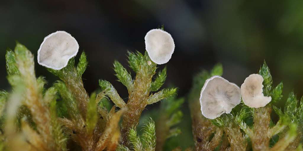 U Blagaju otkrivene izuzetno rijetke vrste gljiva, zabilježene u samo nekoliko država u Evropi