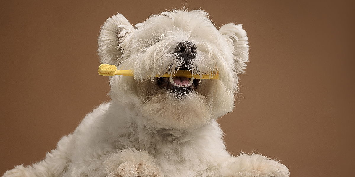 Zaštitite svog ljubimca: Kako prepoznati prve simptome bolesti zuba kod psa
