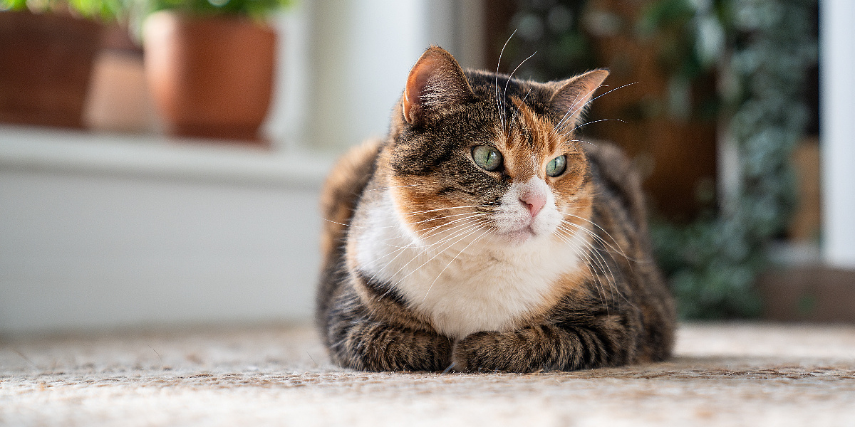 Šta trebate znati o sterilizaciji mačke: Prednosti, postupak i oporavak nakon zahvata