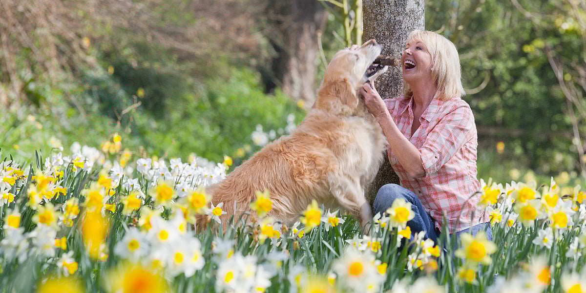 Zašto su narcisi posebno opasni za pse u proljetnom periodu